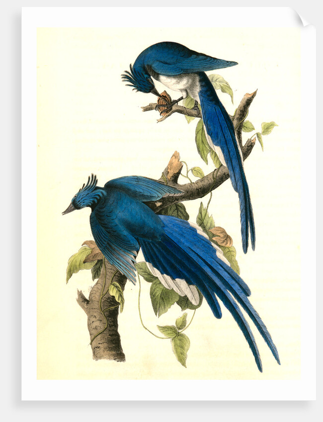 Columbia Magpie or Jay. Male by John James Audubon