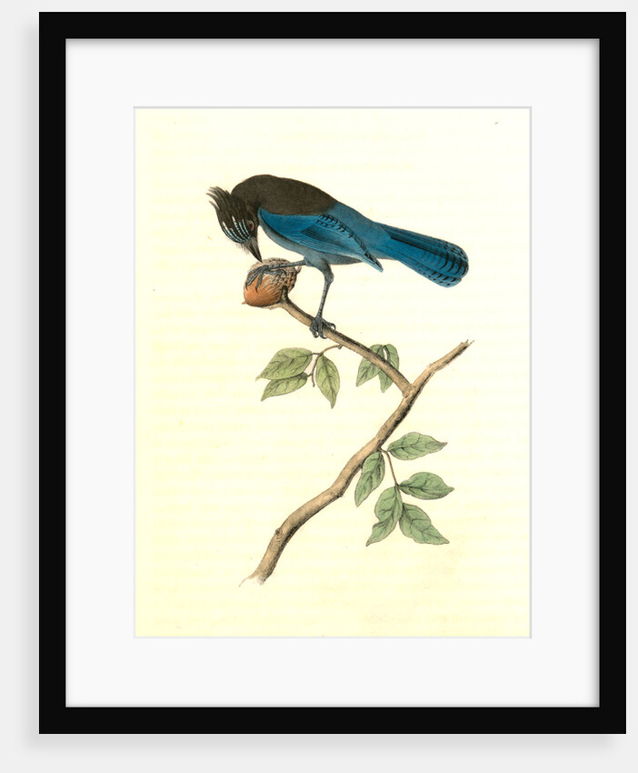 Steller's Jay. Male by John James Audubon