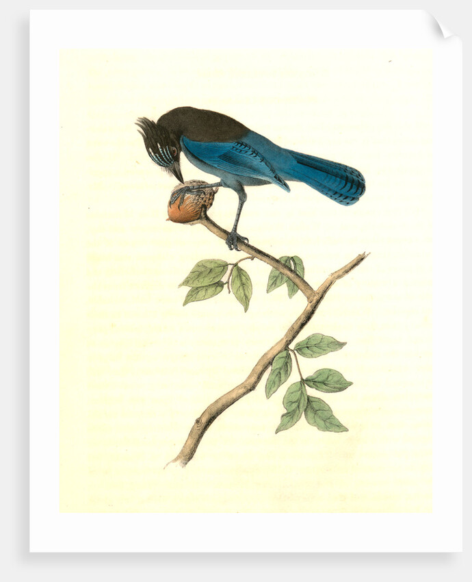 Steller's Jay. Male by John James Audubon