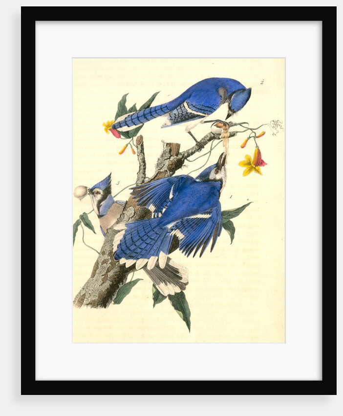 Blue Jay by John James Audubon