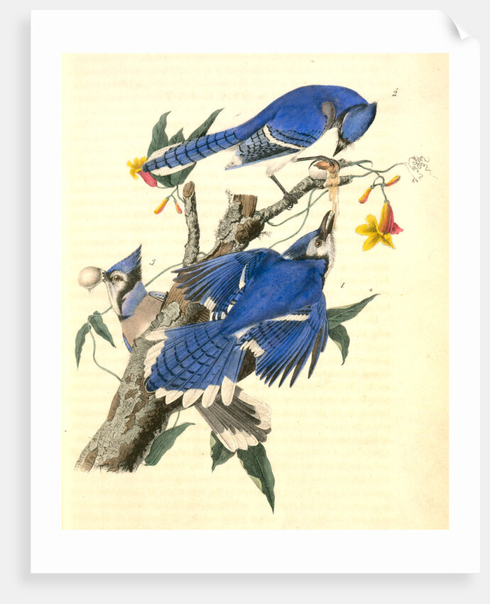 Blue Jay by John James Audubon