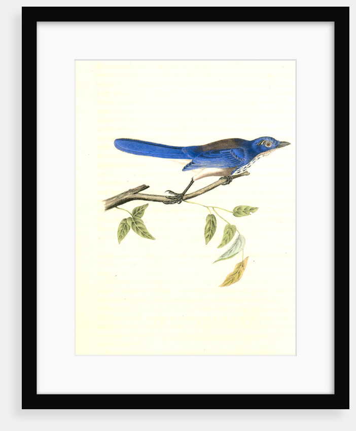 Ultramarine Jay. Adult Male by John James Audubon
