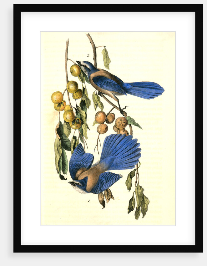 Florida Jay by John James Audubon