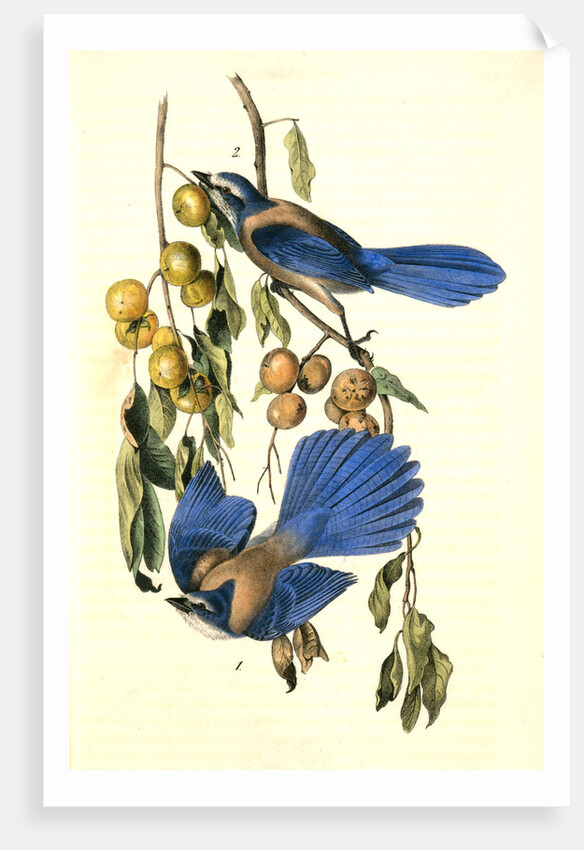 Florida Jay by John James Audubon