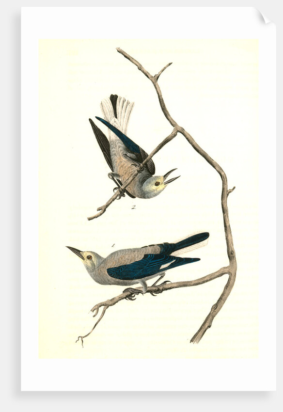 Clarke's Nutcracker by John James Audubon