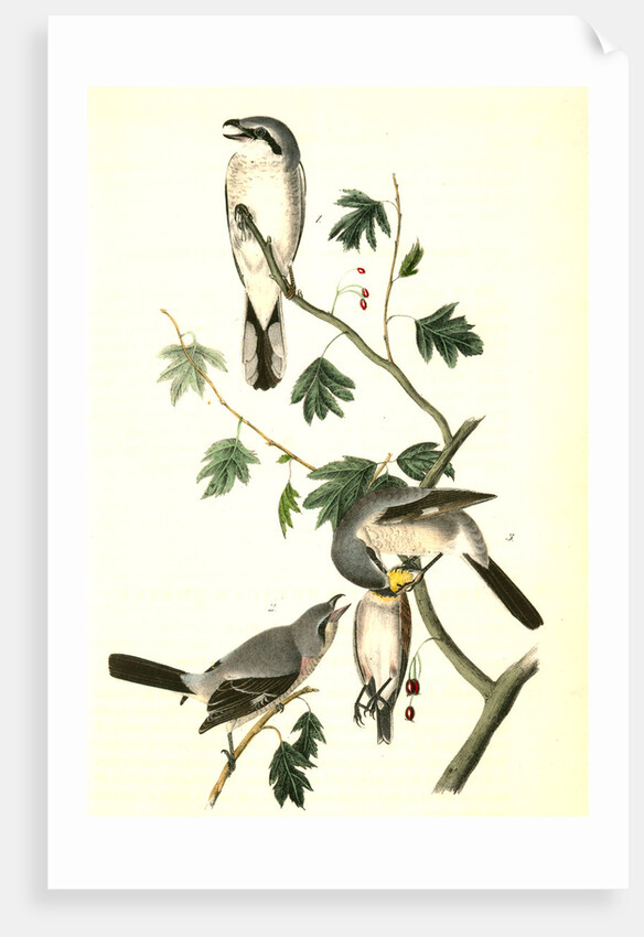 Great American Shrike by John James Audubon