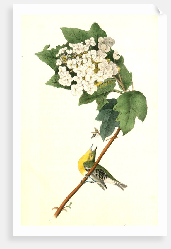 Yellow-throated Vireo, or Greenlet. Male. (Swamp Snowball. Hydrangea quercifolia.) by John James Audubon