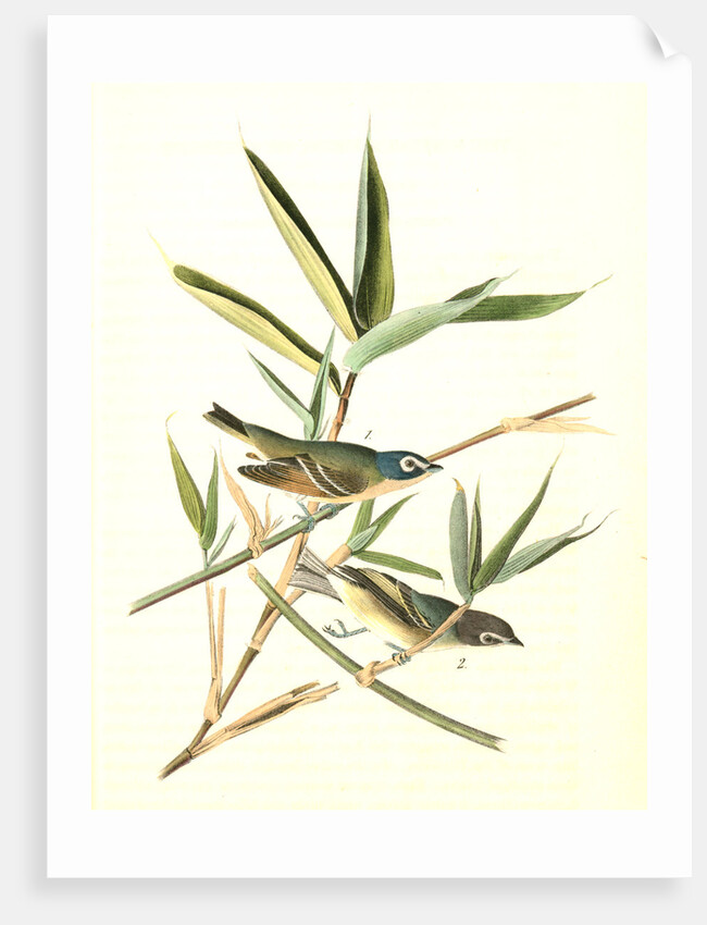 Solitary Vireo, or Greenlet. Male. (American Cane. Miegia macrosperma) by John James Audubon