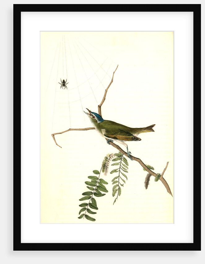 Red-eyed Vireo, or Greenlet. Male. (Honey-locust) by John James Audubon