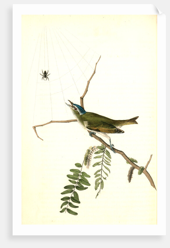 Red-eyed Vireo, or Greenlet. Male. (Honey-locust) by John James Audubon