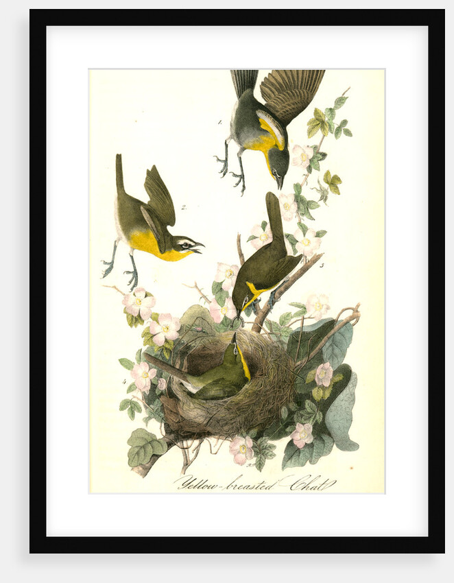 Yellow-breasted Chat by John James Audubon