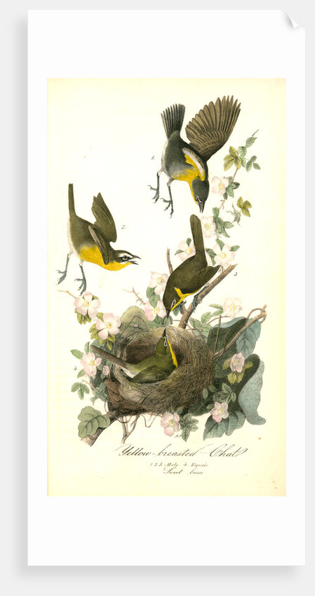 Yellow-breasted Chat by John James Audubon