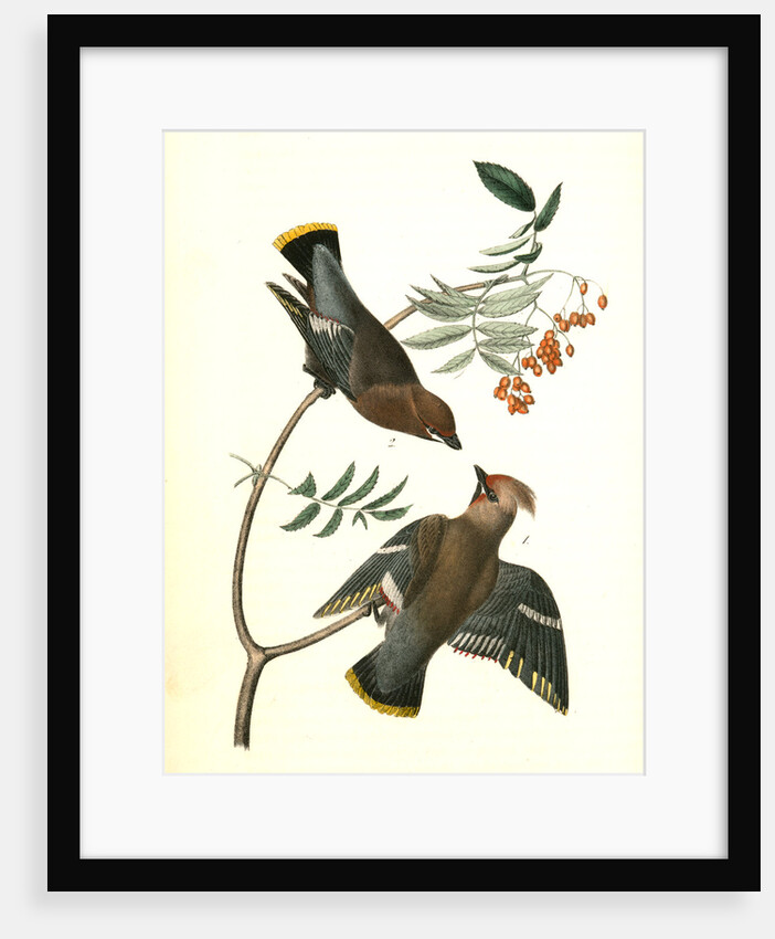 Black-throated Wax-wing, or Bohemian Chatterer by John James Audubon