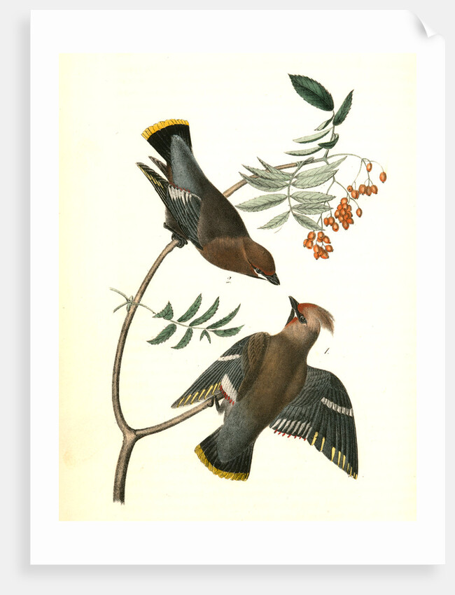 Black-throated Wax-wing, or Bohemian Chatterer by John James Audubon