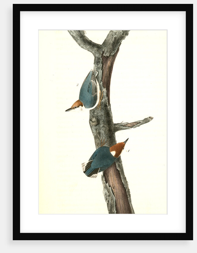 Brown-headed Nuthatch by John James Audubon