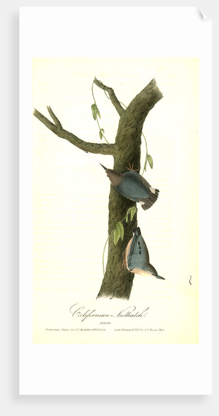 Californian Nuthatch. Adults by John James Audubon