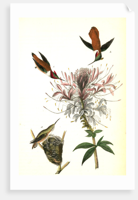 Ruff-necked Humming bird by John James Audubon