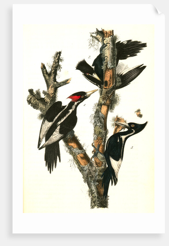 Ivory-billed Woodpecker by John James Audubon