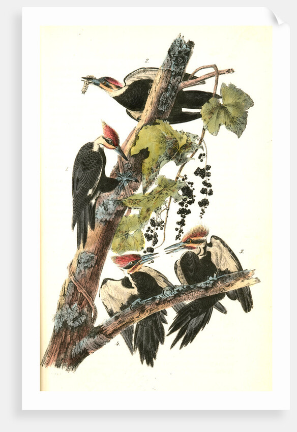 Pileated Woodpecker by John James Audubon