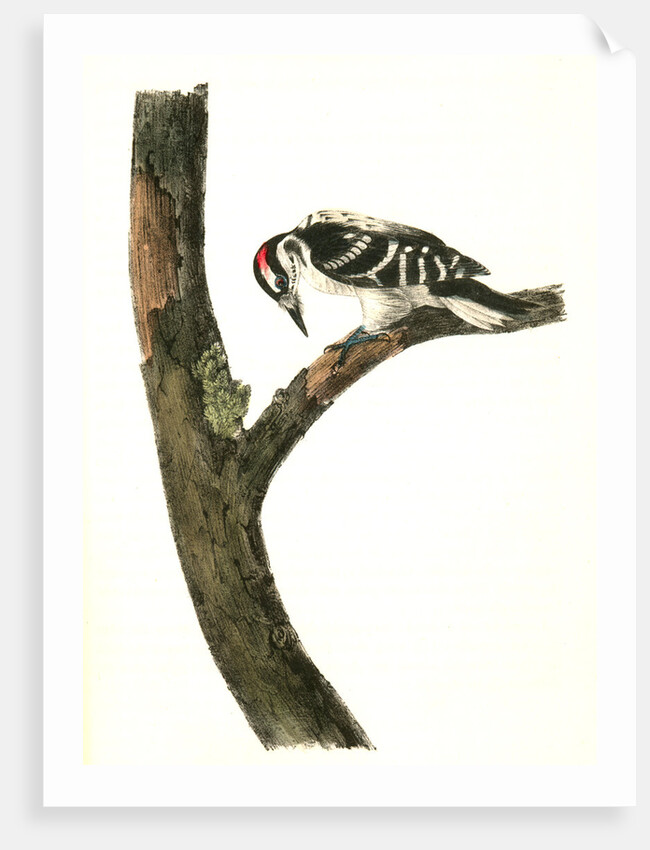 Canadian Woodpecker. Male by John James Audubon