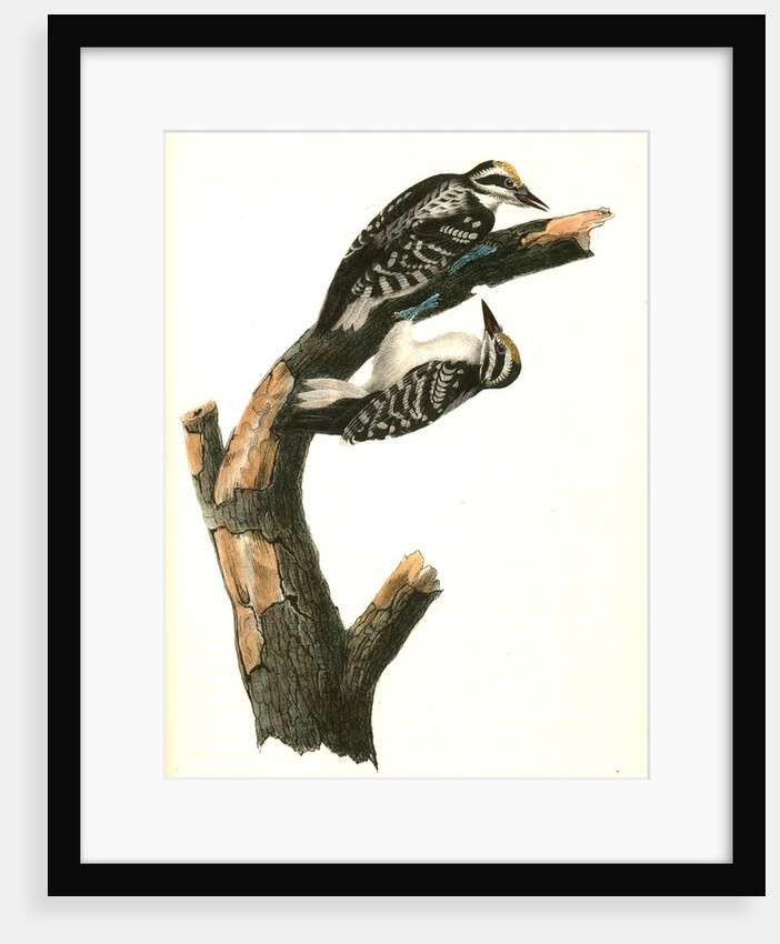 Phillips Woodpecker. Males by John James Audubon