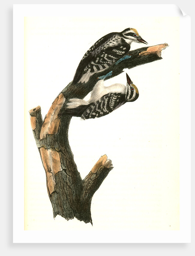 Phillips Woodpecker. Males by John James Audubon