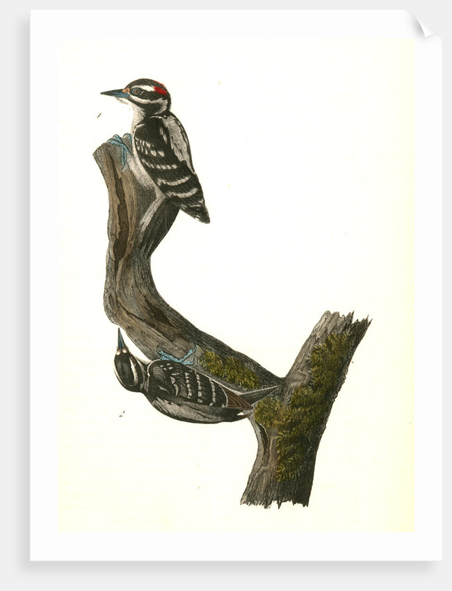 Hairy Woodpecker by John James Audubon