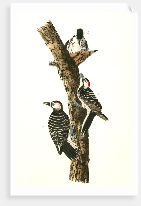 Red-cockaded Woodpecker by John James Audubon