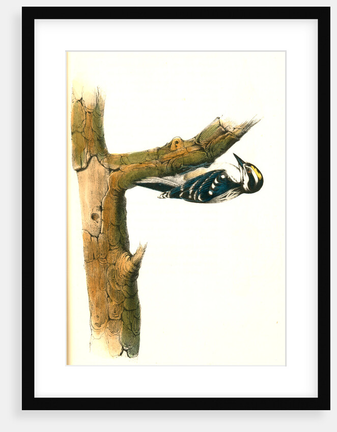 Audubon's Woodpecker. Male by John James Audubon