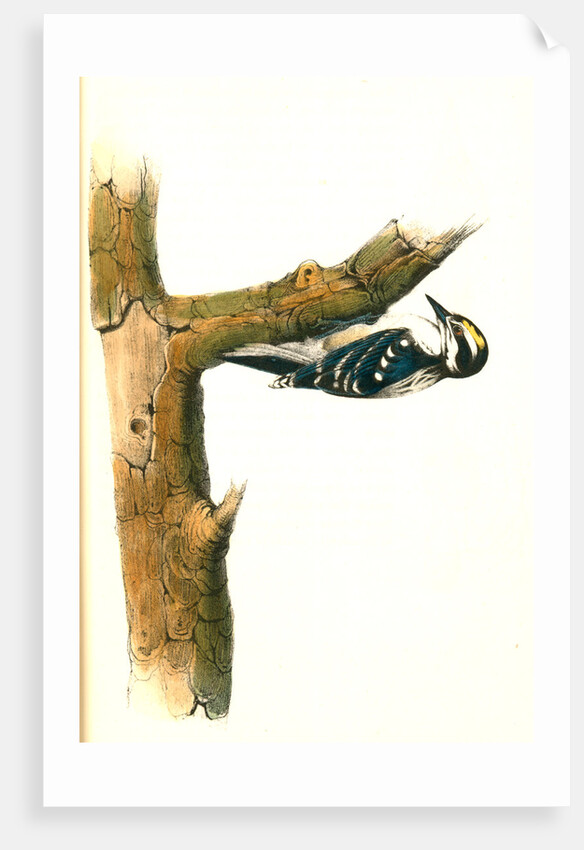Audubon's Woodpecker. Male by John James Audubon