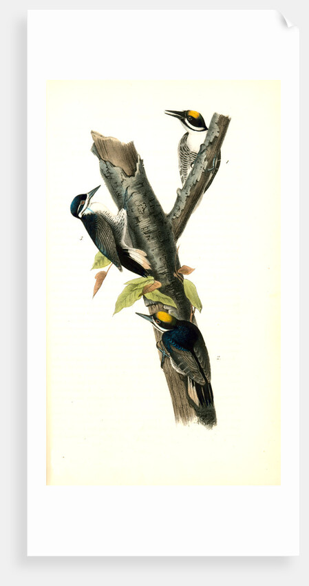 Arctic three-toed Woodpecker by John James Audubon
