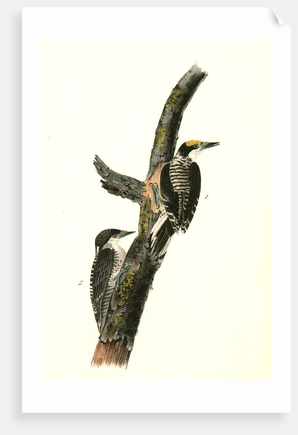 Banded three-toed Woodpecker by John James Audubon
