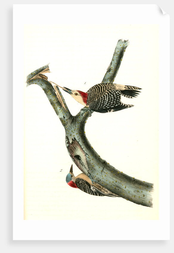 Red-bellied Woodpecker by John James Audubon