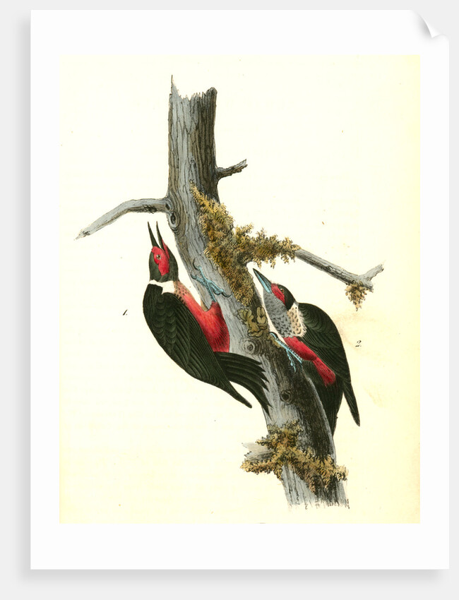 Lewi's Woodpecker by John James Audubon