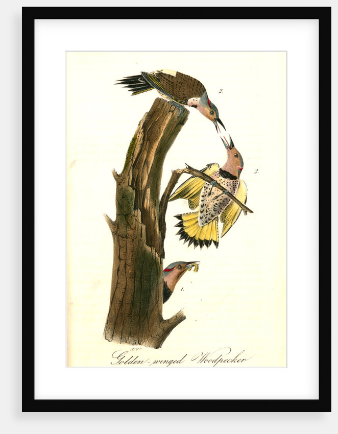 Golden-winged Woodpecker by John James Audubon
