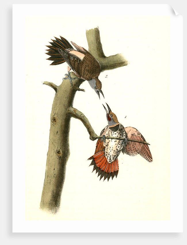 Red-shafted Woodpecker by John James Audubon