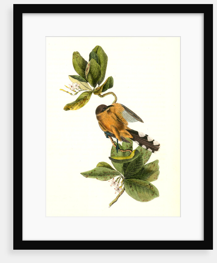Mangrove Cuckoo. Male. (Seven years apple.) by John James Audubon