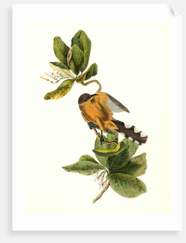 Mangrove Cuckoo. Male. (Seven years apple.) by John James Audubon