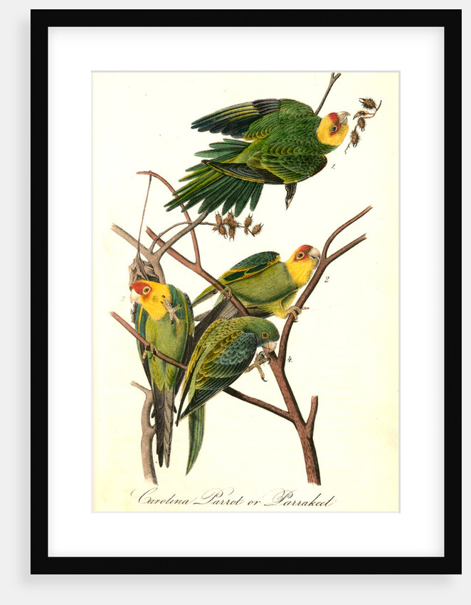 Carolina Parrot, or Parrakeet by John James Audubon