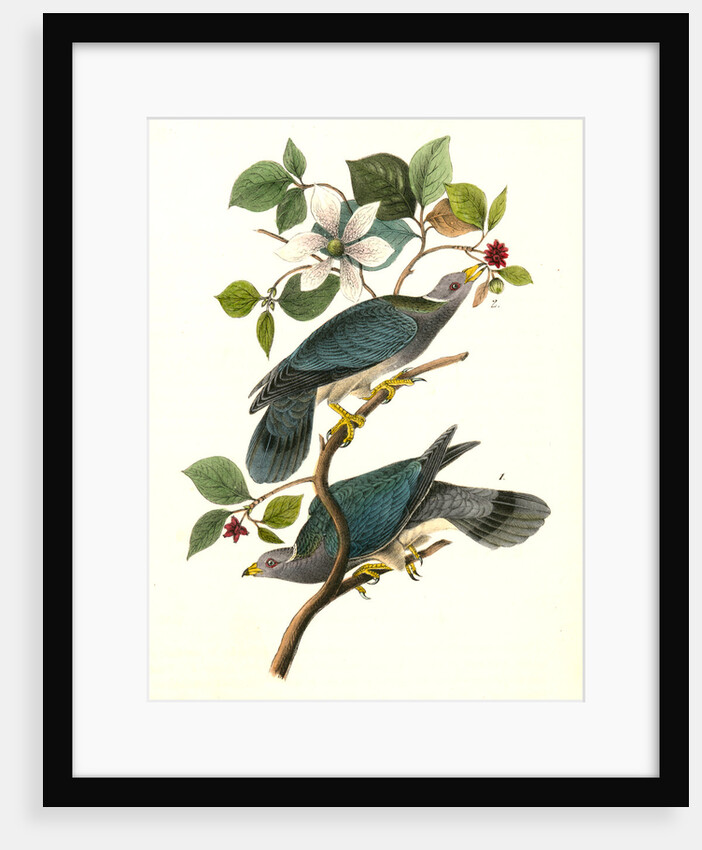 Band-tailed Dove, or Pigeon by John James Audubon