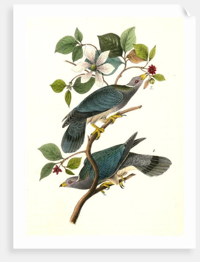 Band-tailed Dove, or Pigeon by John James Audubon