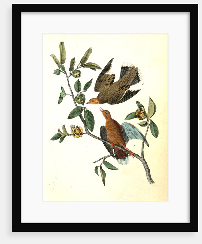 Zenaida Dove by John James Audubon