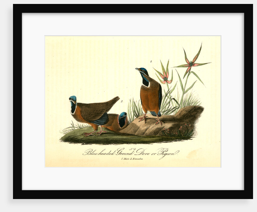 Blue-headed Ground Dove or Pigeon by John James Audubon