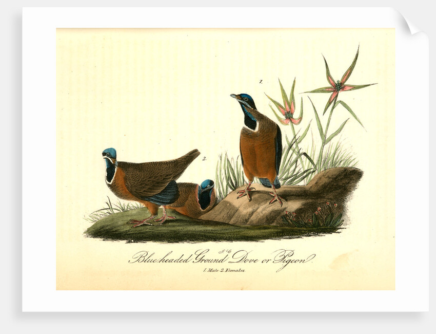 Blue-headed Ground Dove or Pigeon by John James Audubon