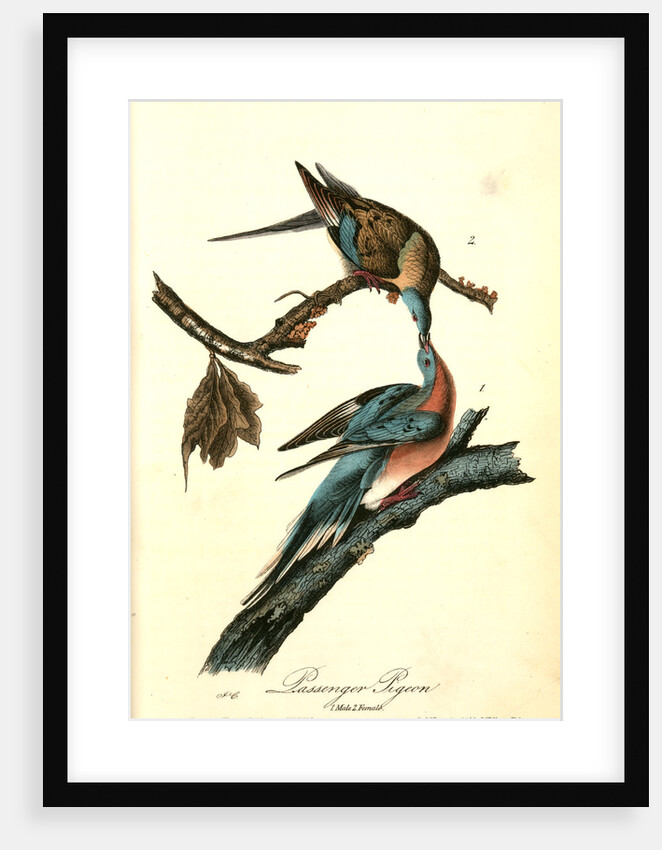 Passenger Pigeon by John James Audubon