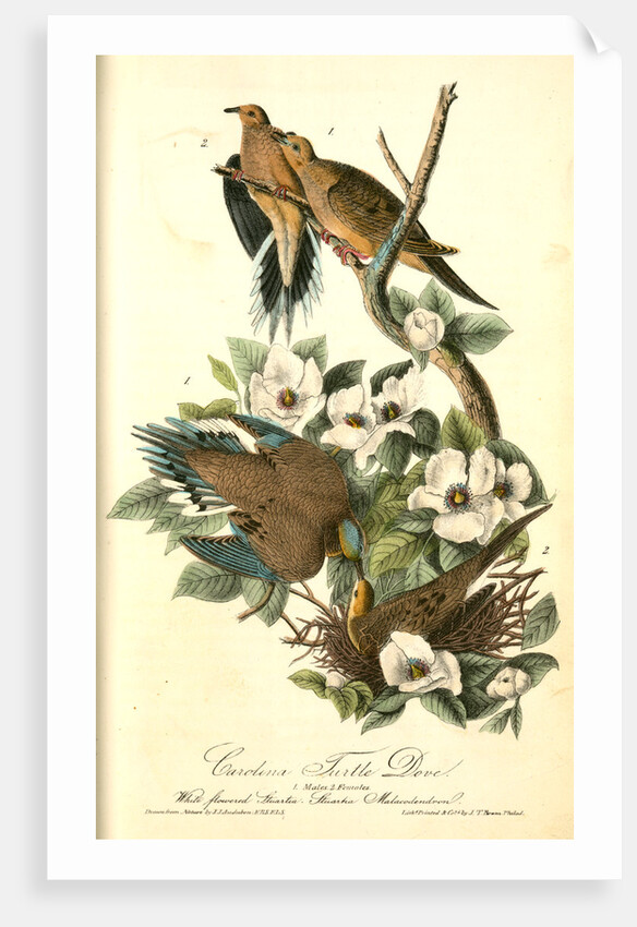 Carolina Turtle Dove by John James Audubon