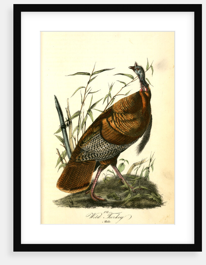 Wild Turkey. Male by John James Audubon
