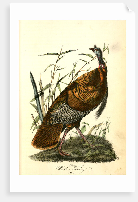 Wild Turkey. Male by John James Audubon