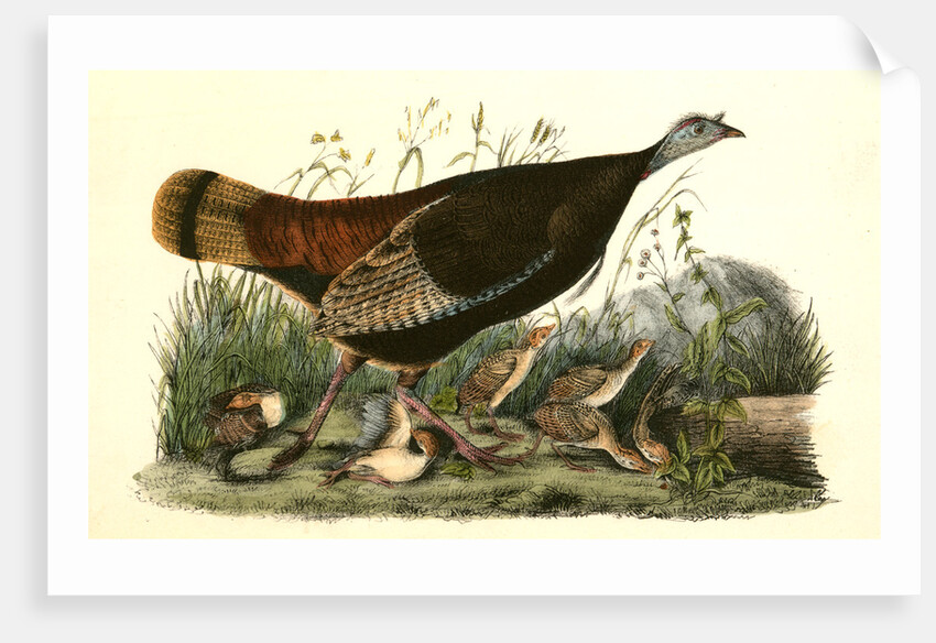 Wild Turkey. Female and Young by John James Audubon