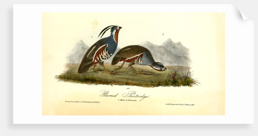Plumed Partridge by John James Audubon